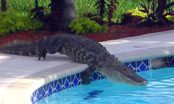 Funny Swimming Pool Fail Pics