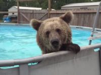 More Funny Swimming Pool Fail Pics