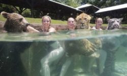 Even More Funny Swimming Pool Fail Pics